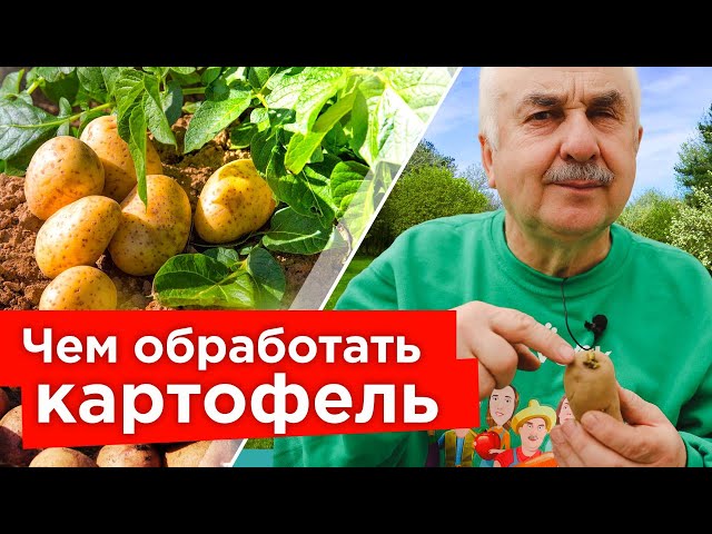 На моем картофеле нет ни жуков, ни болезней