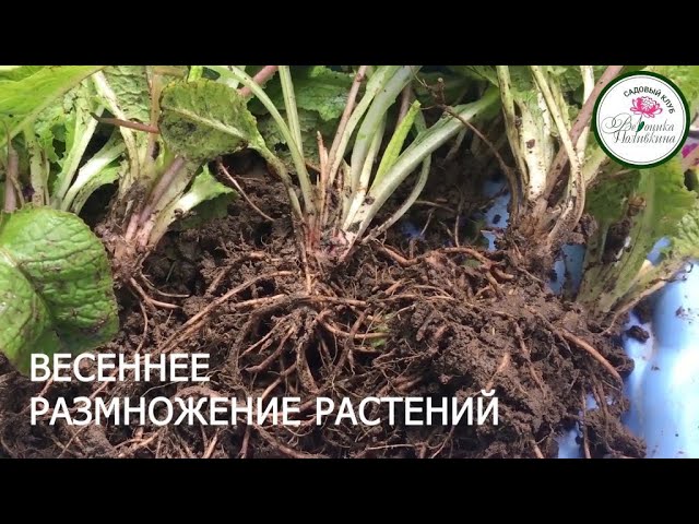 Весеннее размножение растений