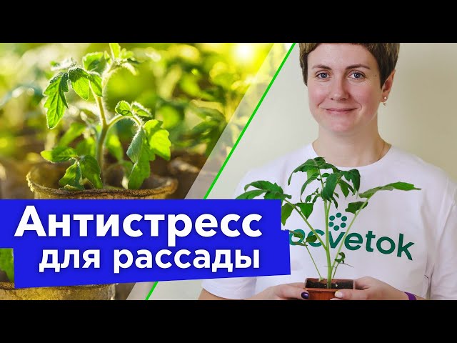 Полейте этим рассаду перед тем, как везти на дачу