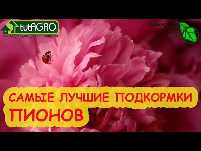 Для самых лучших пионов - эти подкормки