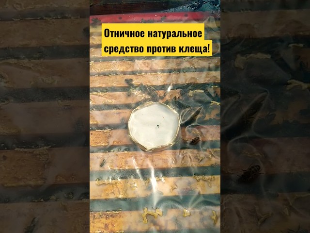 Отничное натуральное средство против клеща варроа