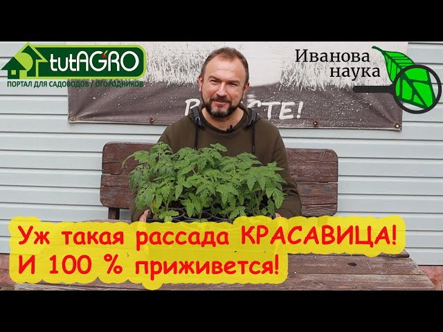 Вся рассада 100 % приживется