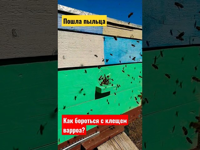 Как бороться с клещем варроа во время медосбора