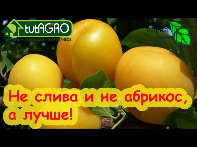 Как объедаться фруктами без хлопот