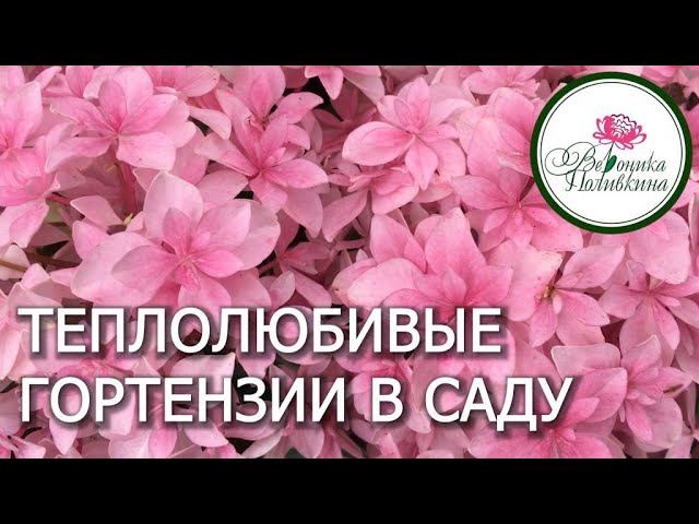 Как подружиться с теплолюбивыми гортензиями