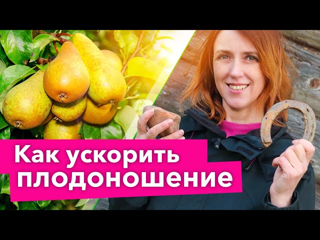 Груша быстро заплодоносит, если повесить на ветку этот предмет!