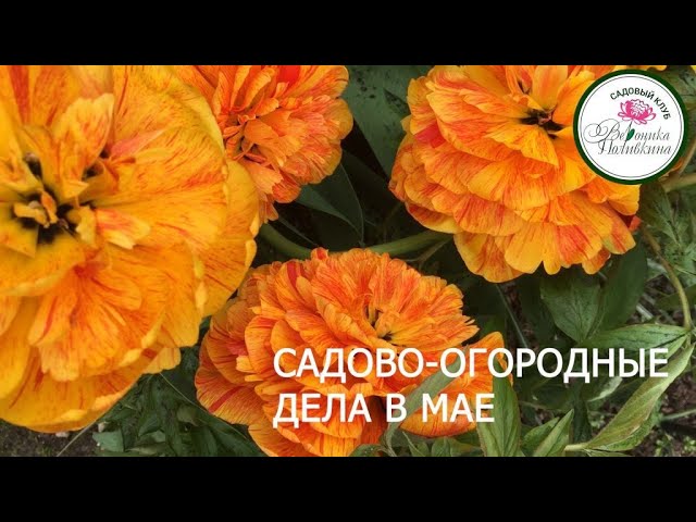 Садово-огородные дела в мае