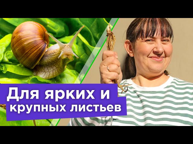 Подкормите этим хосты весной, чтобы кусты были пышные