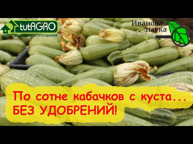 Роскошные кабачки и тыквы прямо на компосте