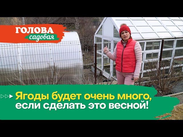 Ягоды будет очень много, если сделать это весной