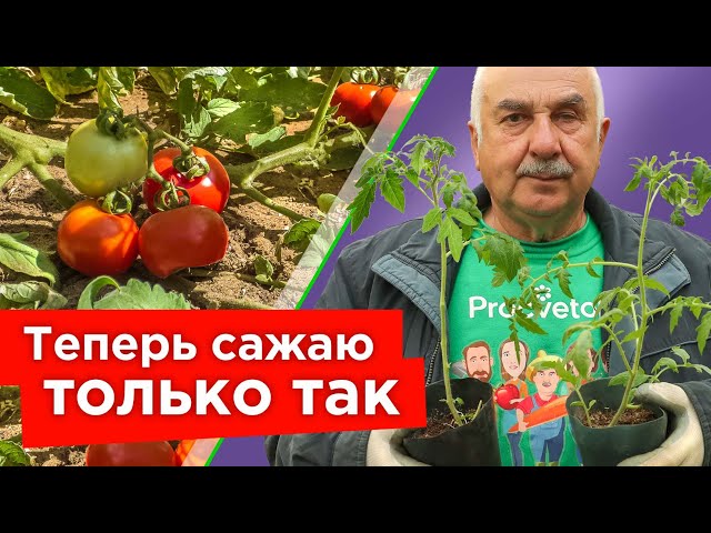 Корнями на юг, макушкой на север - сажайте только так переросшую рассаду томатов