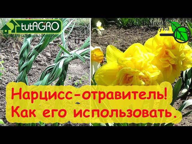 Как использовать нарцисс с пользой