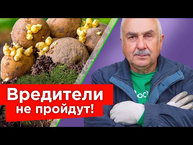 Киньте горсть в лунку при посадке картофеля, и вредители забудут дорогу в ваш огород