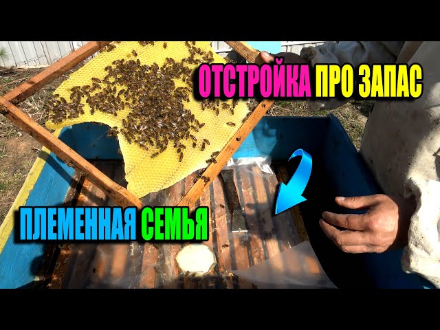 Выбор семьи пчел для вывода маток