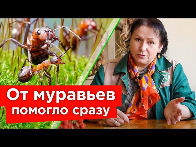 Муравьи боятся этого как огня