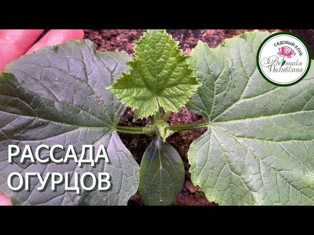 Рассада огурцов