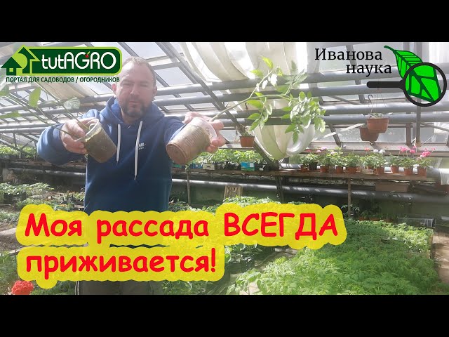 Почему рассада плохо приживается