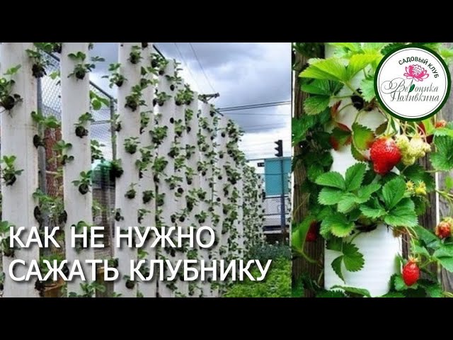 Как не нужно сажать клубнику