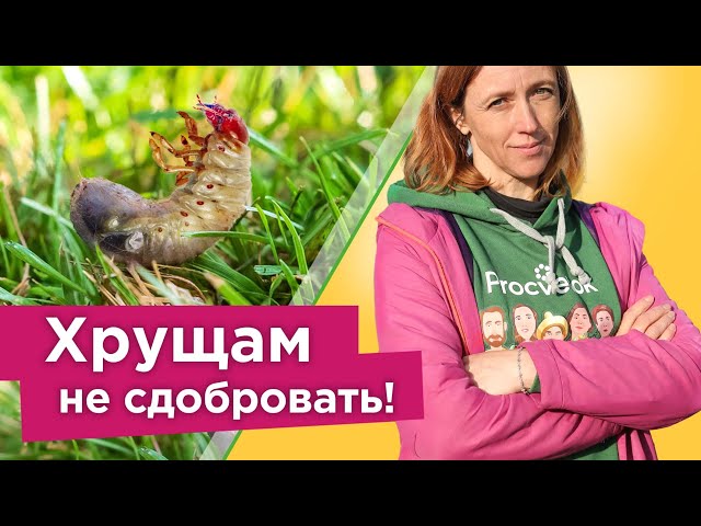 Хрущи исчезнут с участка после этого