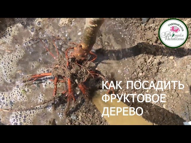 Как правильно посадить фруктовое дерево