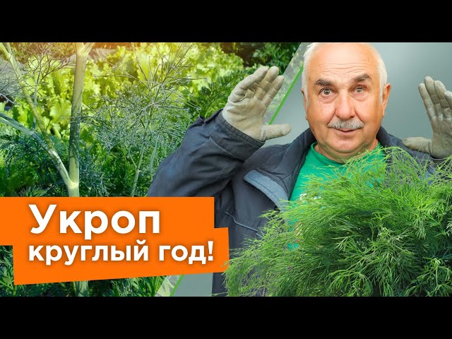 Укроп взойдет щеткой