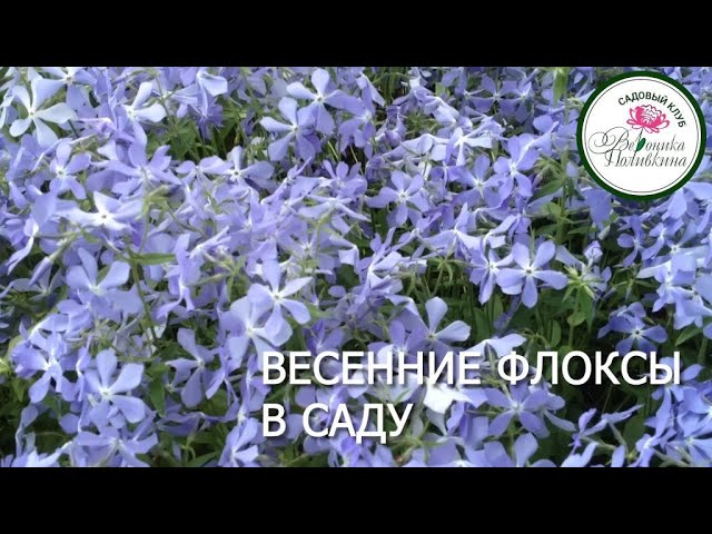 Весенние флоксы