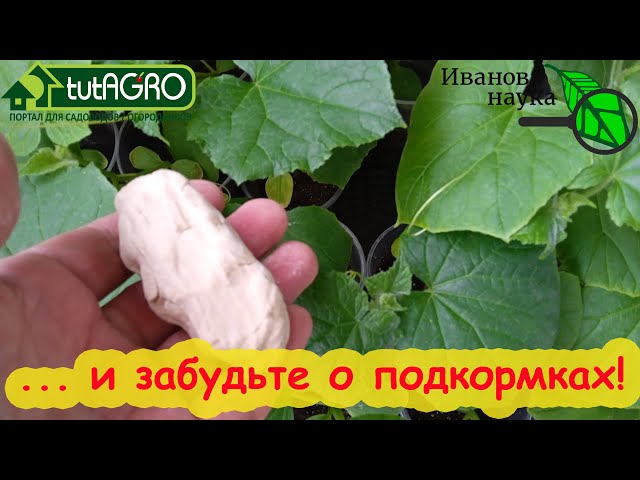 Положите это к корням огурца раз в месяц и будет очень вкусный урожай