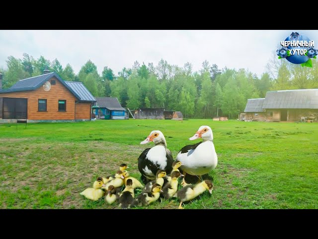 Фильм о простой жизни на хуторе в лесу