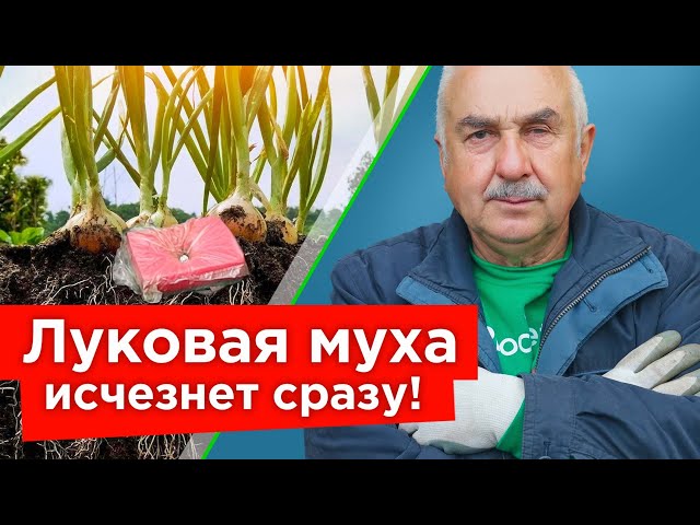 Избавьтесь от луковой и морковной мухи быстро и надолго