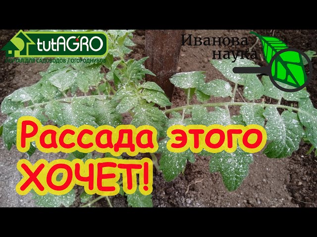Припыленные томаты