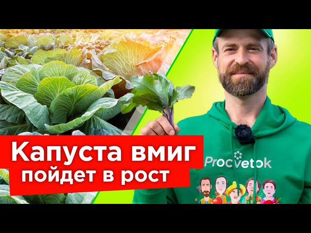 Капуста будет расти как сумасшедшая