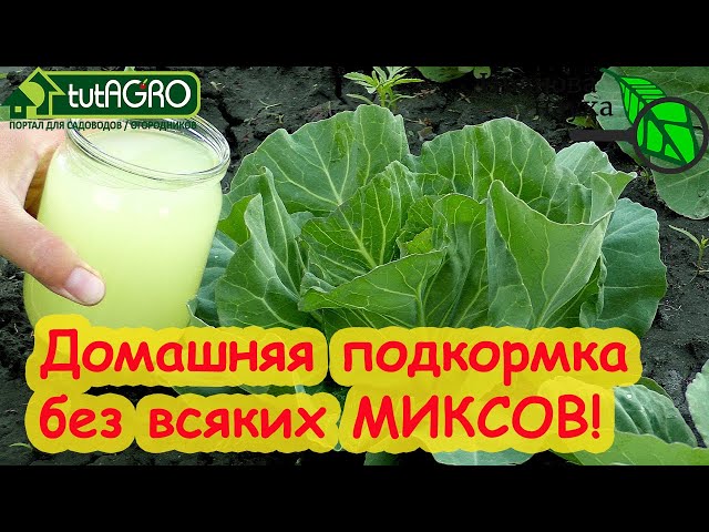 Первая подкормка капусты и без миксов