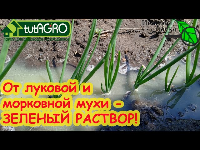 От луковой и морковной мухи избавьтесь быстро и надолго