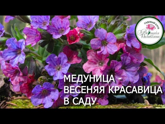 Медуница в саду