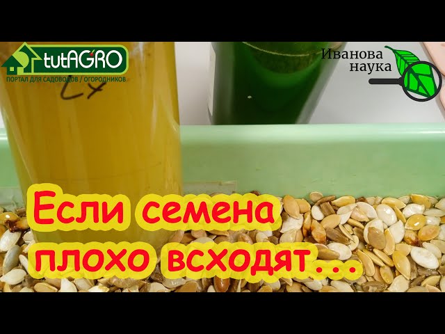 Мой способ ускоренного проращивания тыквы, кабачка и огурца