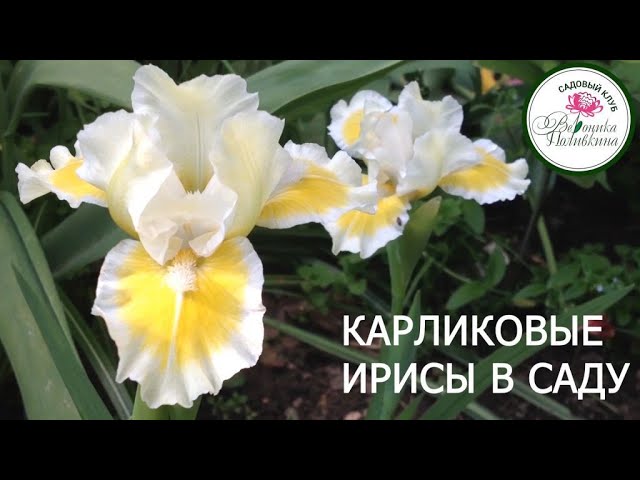 Карликовые ирисы