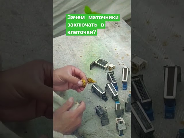 Зачем маточники заключать в клеточки