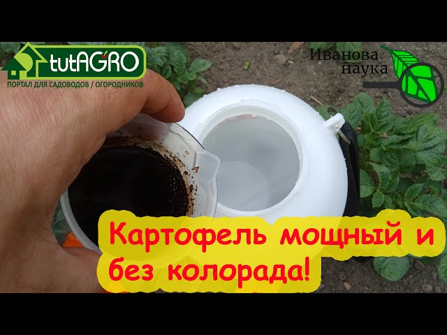 Сделайте так и картофеля будет куча