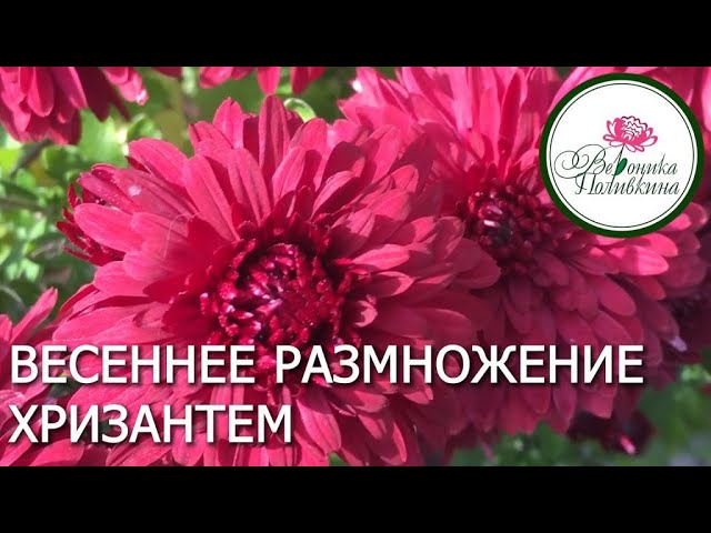 Весеннее размножение корейских хризантем