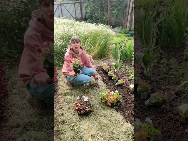 Вот и настала пора высаживать бегонии