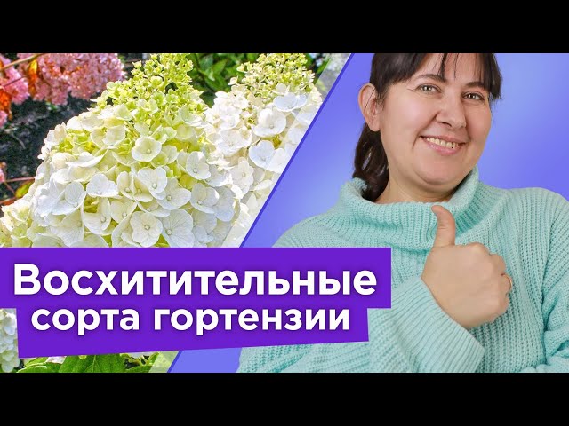 10 сортов гортензии метельчатой, которые покорят ваше сердце