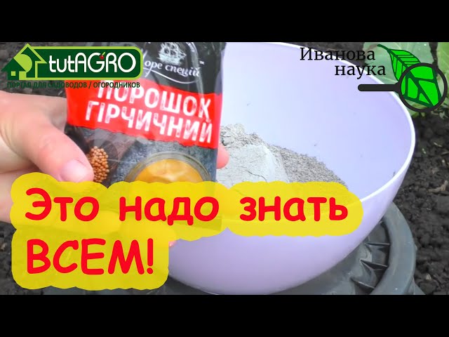 Избавиться от тли и блошки натурально и бесплатно