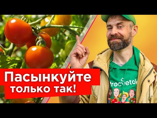 Кусты томатов будут ломиться от плодов