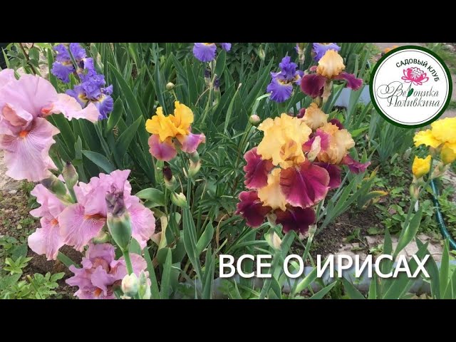 Все о ирисах