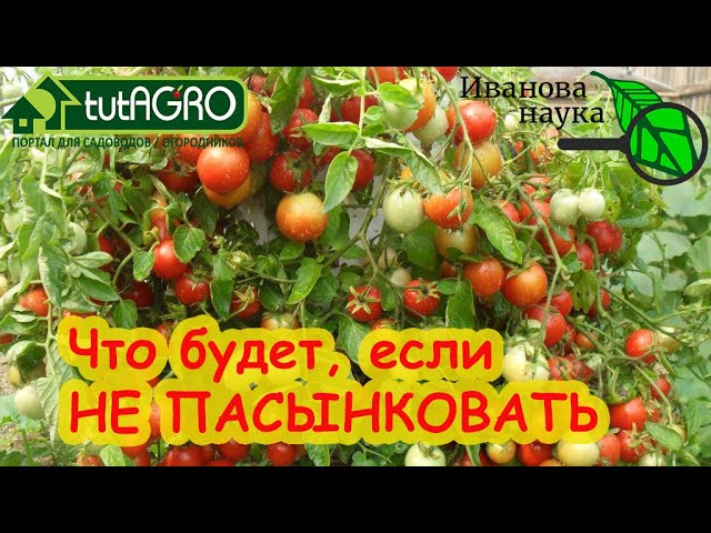 Пасынкование и формирование тепличных и уличных томатов