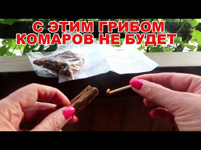 Многие и не знают, что этот ГРИБ защищает на 100% от комаров