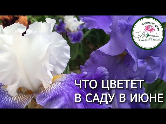 Что цветет в июне