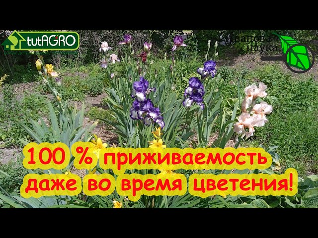 Летняя посадка ирисов