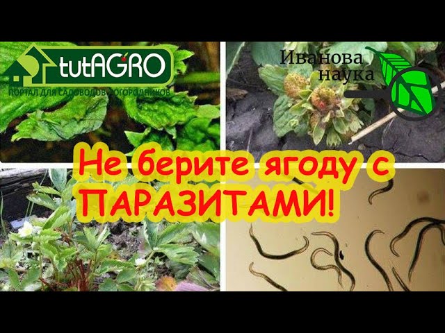 С сухих кустов ягоду брать нельзя