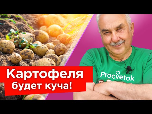 Ведро картошки с куста - реально, но есть 3 важных нюанса